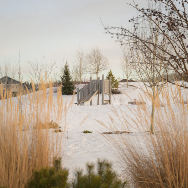 Snow covered community green space behind tall winter grasses in Trumpeter by Big Lake, Edmonton, Alberta.