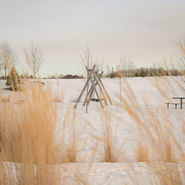 Snow covered park space viewed through tall winter grasses in Trumpeter by Big Lake, Edmonton, Alberta.