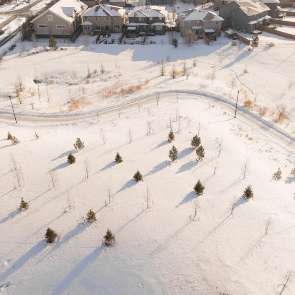 Aerial view of young trees casting long shadows across a snow covered field in Trumpeter by Big Lake, Edmonton, Alberta.